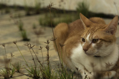 Close-up of cat