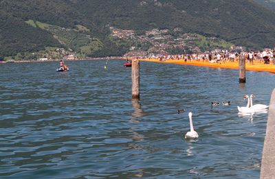 Swan in water