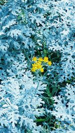 Close-up of yellow flower in water