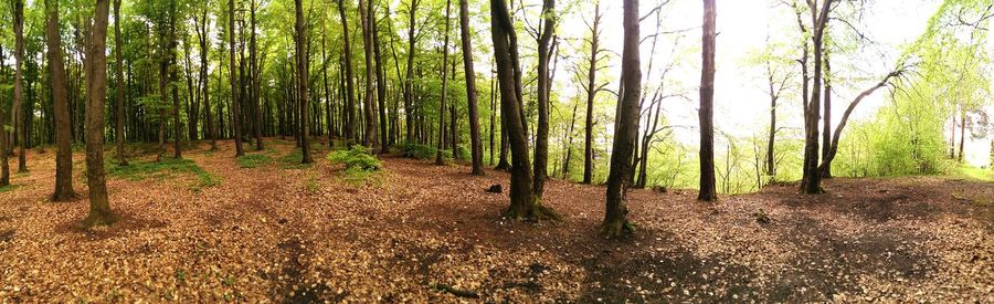 Trees in forest