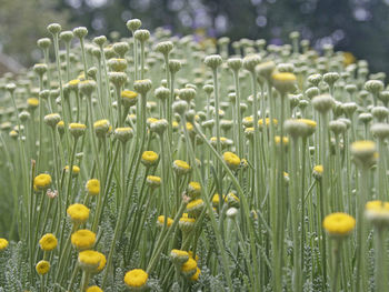 Flower buds growing on field