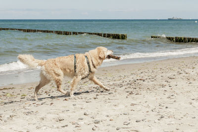 Dog standing on beach against sea
