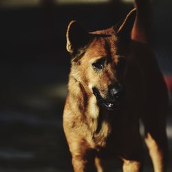 Close-up of dog looking away