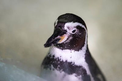 Close-up of bird