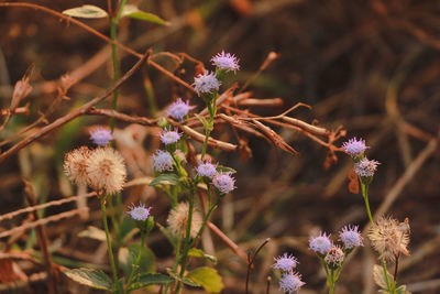 Close-up of purple flowering plant on field