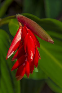 Close-up of red flower blooming outdoors