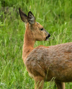 Deer standing on grass