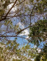 Low angle view of flowering tree against sky