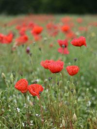 Close-up of red poppy flowers on field