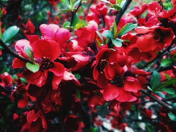 Close-up of red flowering plants in park