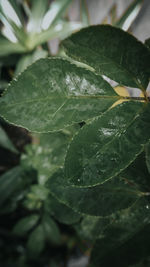 Close-up of wet leaves