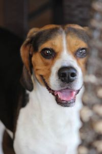 Close-up portrait of dog