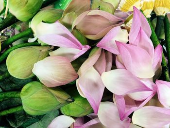 Close-up of pink tulips