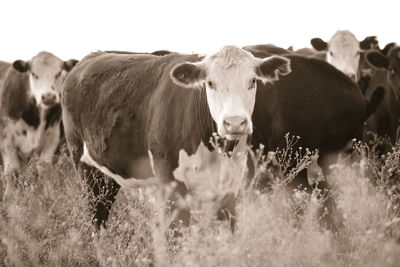 Portrait of cow standing on field