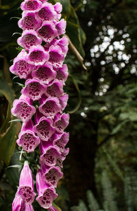 Low angle view of pink flowers growing on tree