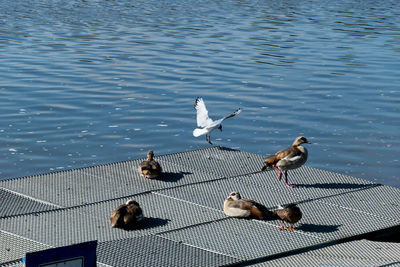 Bird flying over water