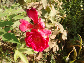 Close-up of pink rose