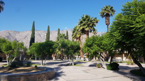 Green trees in palm springs