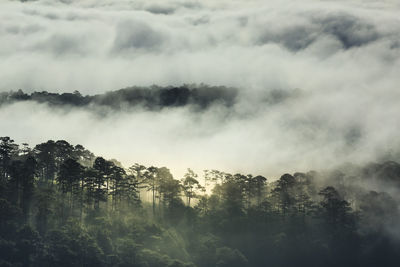 Tree growing amidst cloudscape