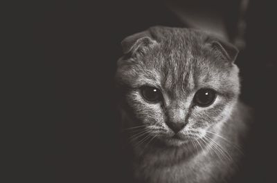 Close-up portrait of cat against black background