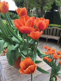 Close-up of orange tulips blooming outdoors