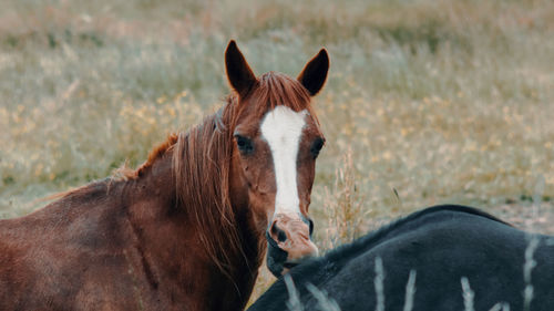 View of a horse on field