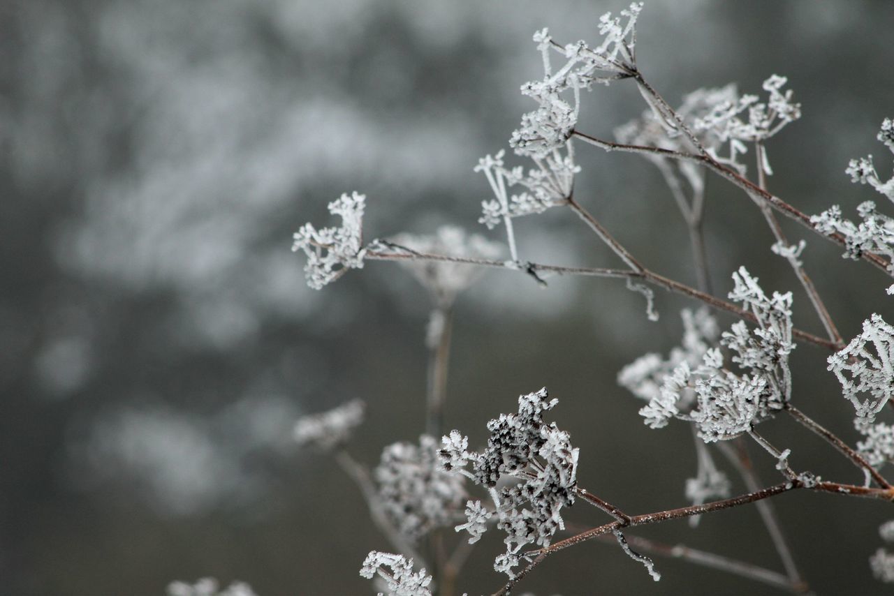 branch, focus on foreground, flower, growth, tree, nature, twig, close-up, fragility, freshness, beauty in nature, plant, season, day, selective focus, outdoors, white color, no people, stem, blossom