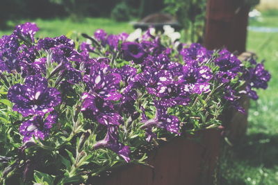 Close-up of purple flowering plants