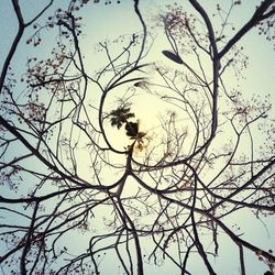 Low angle view of bare trees against sky