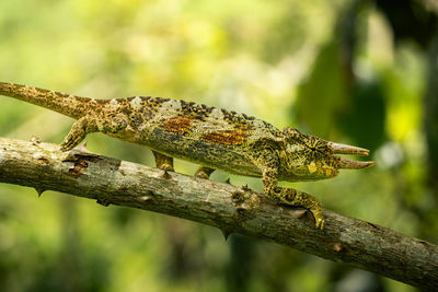 Tree-horned chameleon climbing on a branch. ideal for nature, wildlife, exotic projects.