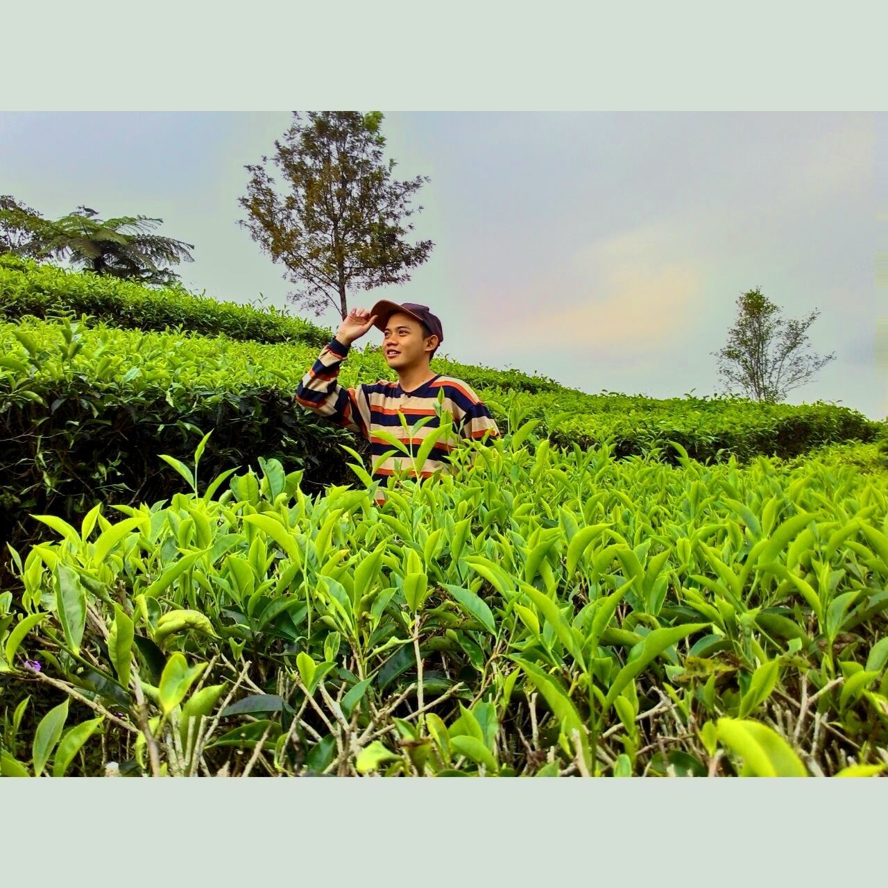 Kebun Teh