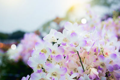 Close-up of pink cherry blossoms