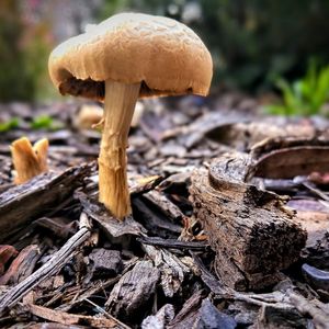 Close-up of mushroom growing on field