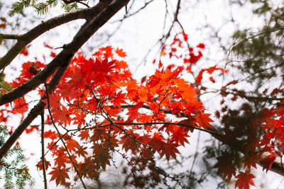 Low angle view of red maple leaves on tree