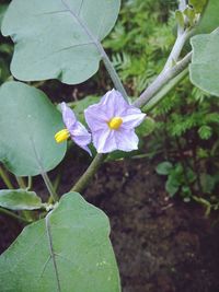 Close-up of purple flowering plant