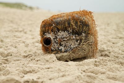 Close-up of a turtle on beach