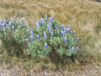 Close-up of purple flowers blooming in field