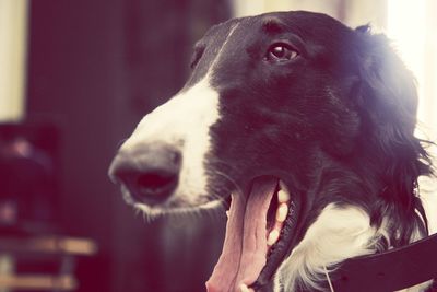 Close-up portrait of a dog