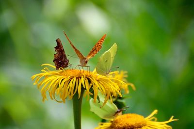 Close-up of butterfly pollinating flower