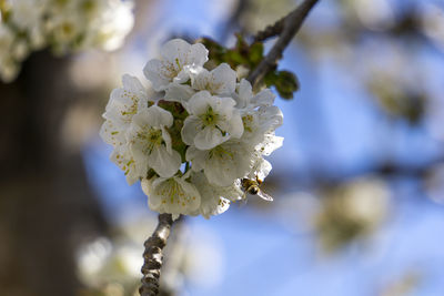 Close-up of cherry blossoms on tree