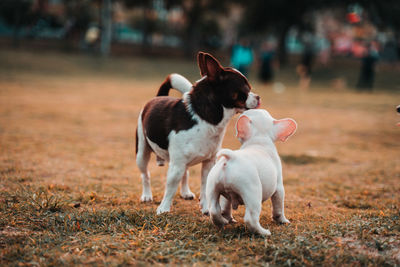 Dogs running on green grass at park in summer.