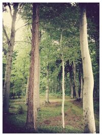 Scenic view of trees in forest