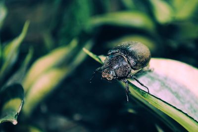 Close-up of snail on leaf