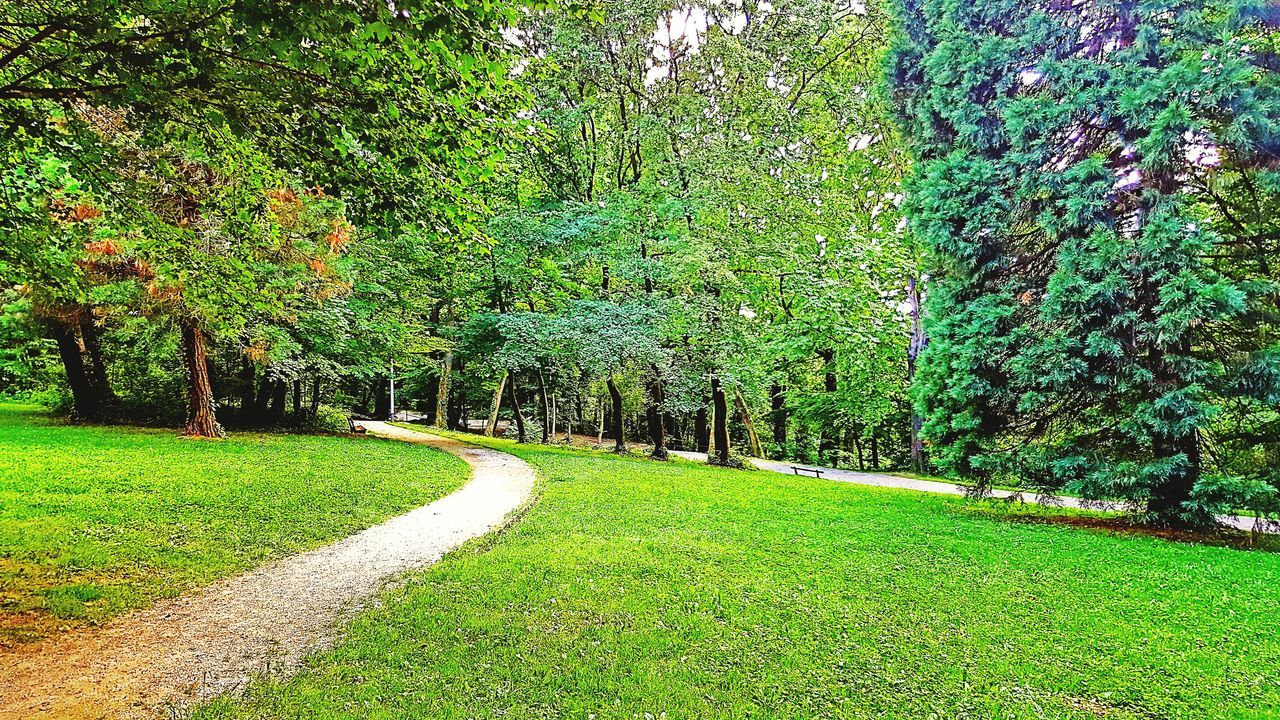 tree, grass, green color, growth, the way forward, tranquility, nature, beauty in nature, footpath, tranquil scene, park - man made space, scenics, shadow, sunlight, lush foliage, diminishing perspective, plant, green, grassy, day