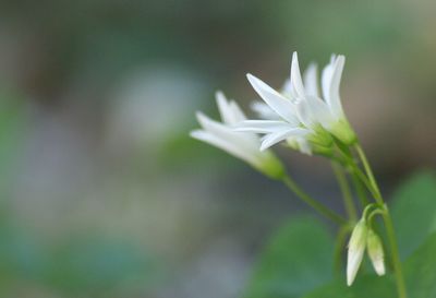 Close-up of white flowers