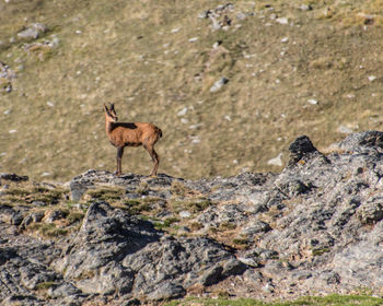 Mountain goat on the green mountain