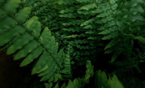 ferns and horsetails