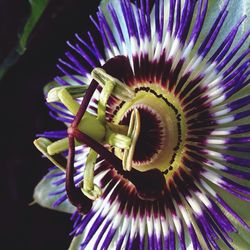 Close-up of purple flowers