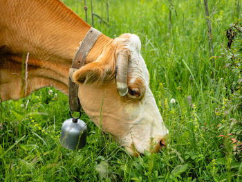 Cow in a field