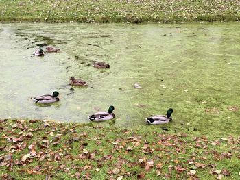 High angle view of ducks floating on lake